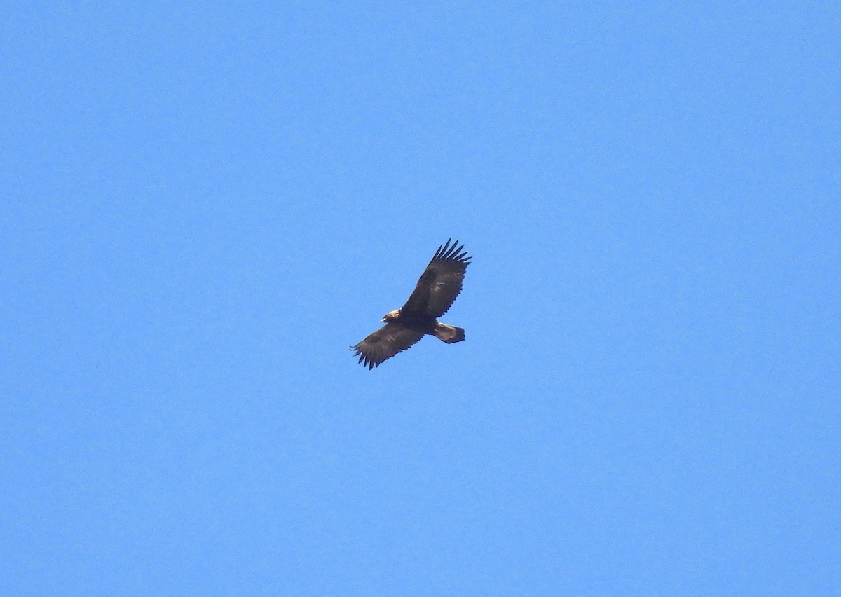 Golden Eagle - ML650290911