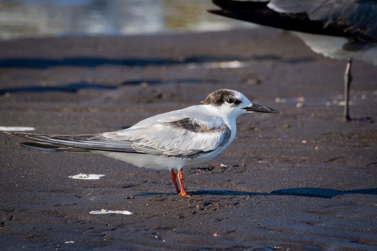 Charrán Común - ML650291214