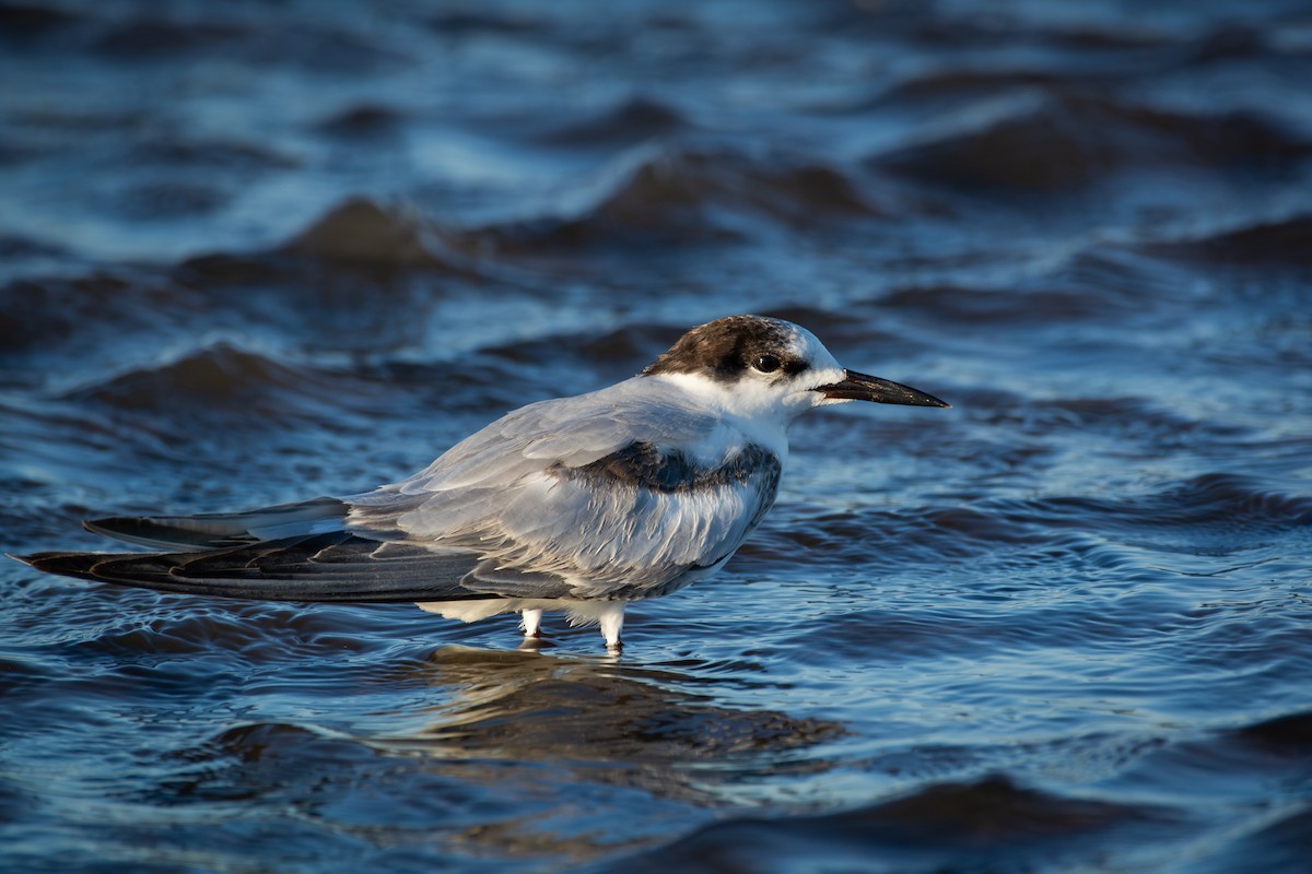 Charrán Común - ML650291215