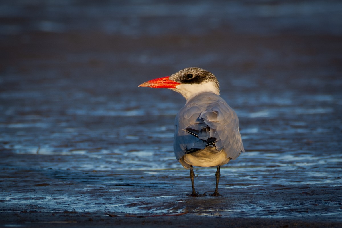 Pagaza Piquirroja - ML650291225