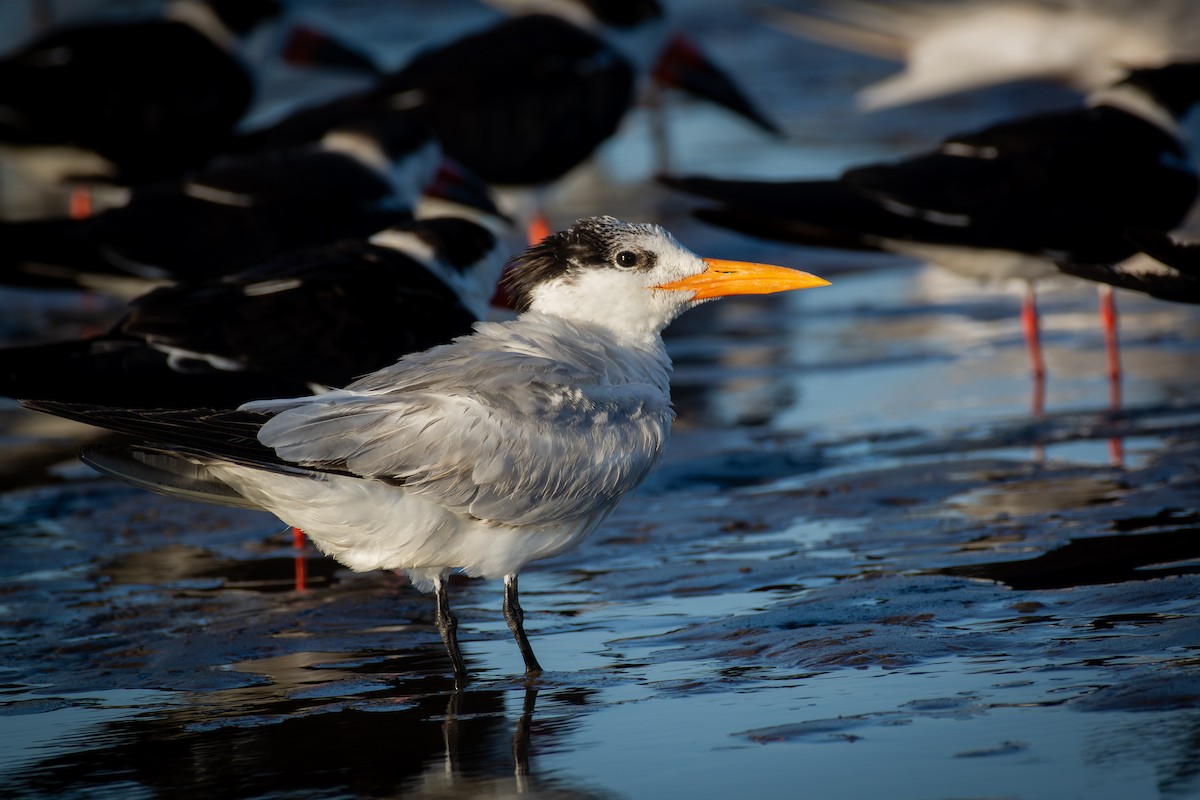 Charrán Real Americano - ML650291236