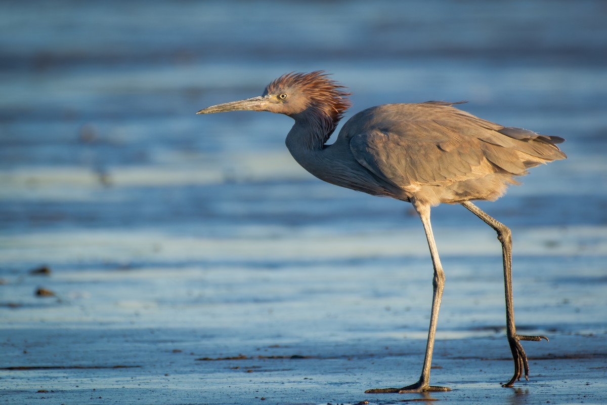 Garceta Rojiza - ML650291257