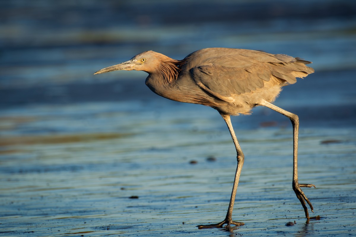 Garceta Rojiza - ML650291259