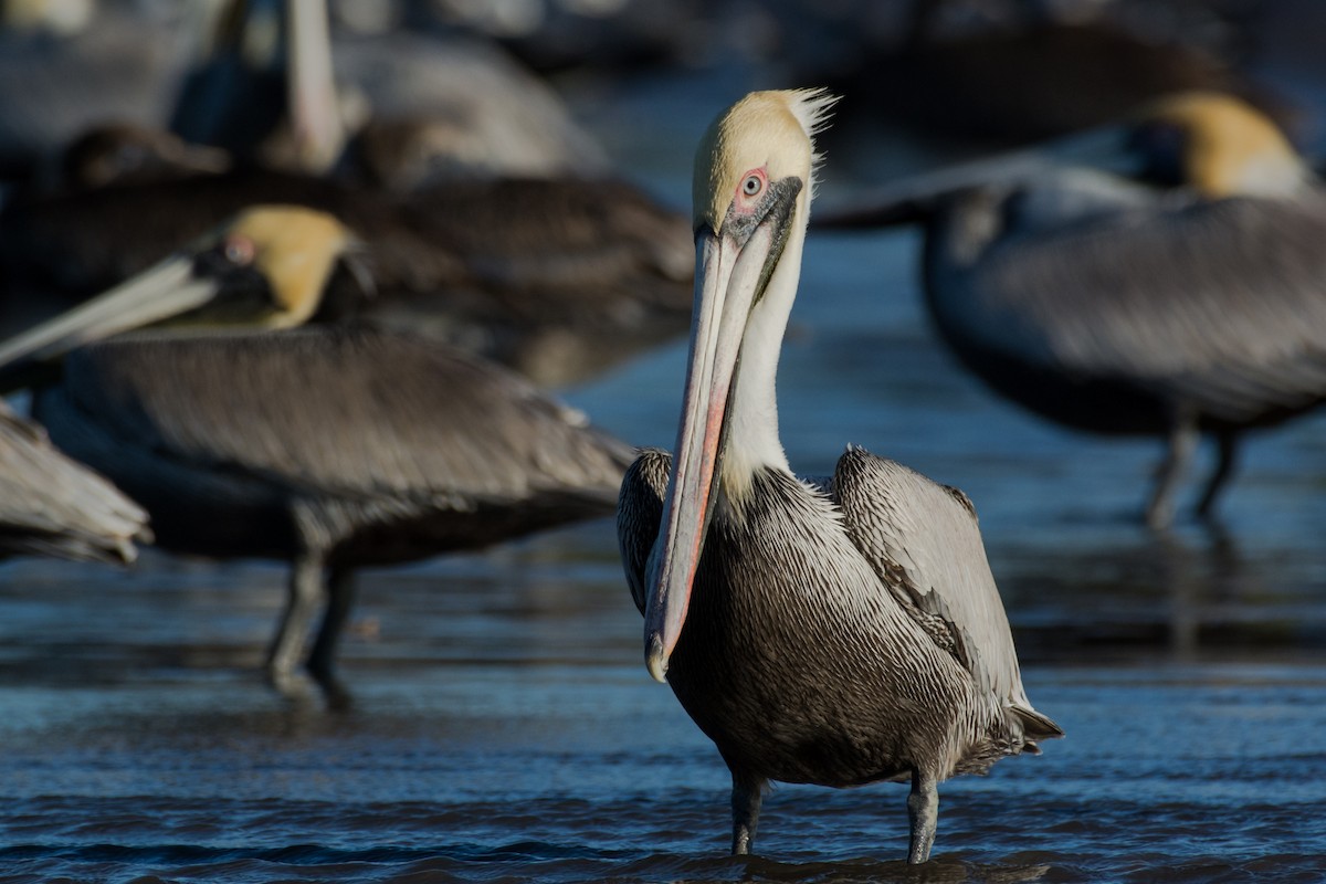 Pelícano Pardo - ML650291494