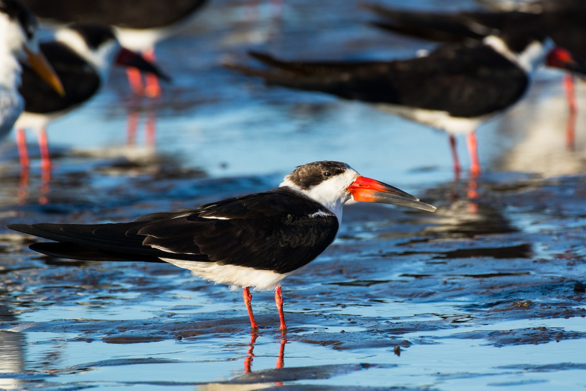 Rayador Americano - ML650291510