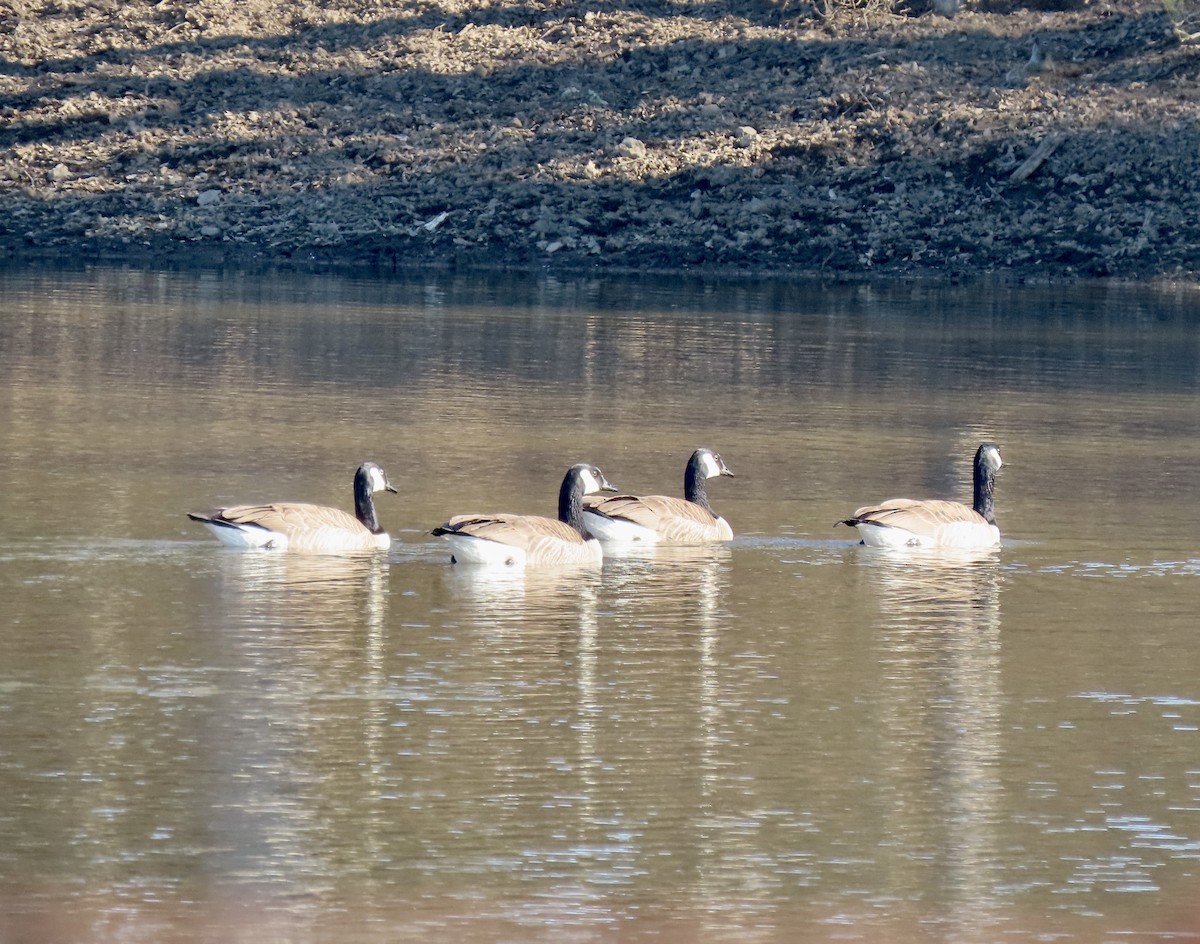 berneška velká - ML650291517