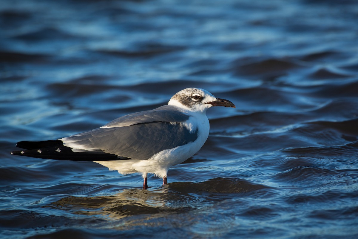 Gaviota Guanaguanare - ML650291522