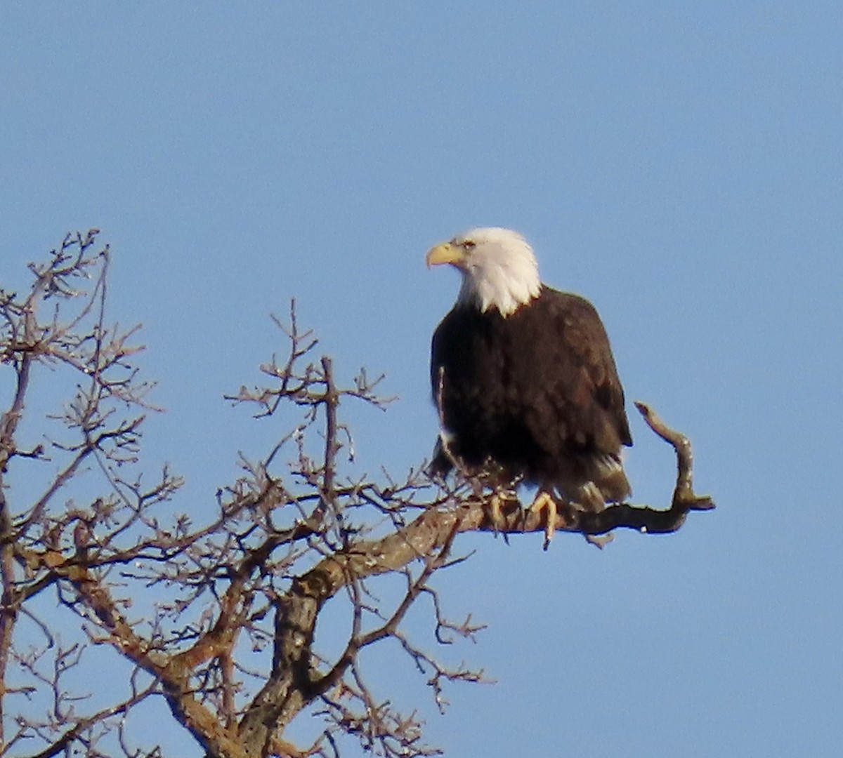 orel bělohlavý - ML650291537