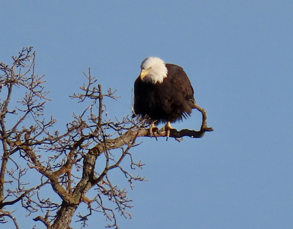 orel bělohlavý - ML650291539