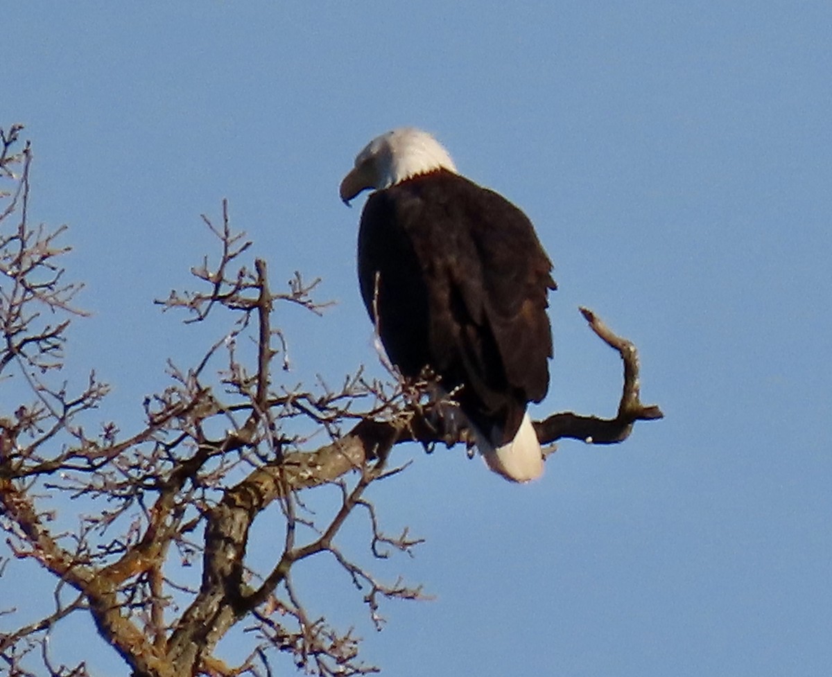 orel bělohlavý - ML650291540