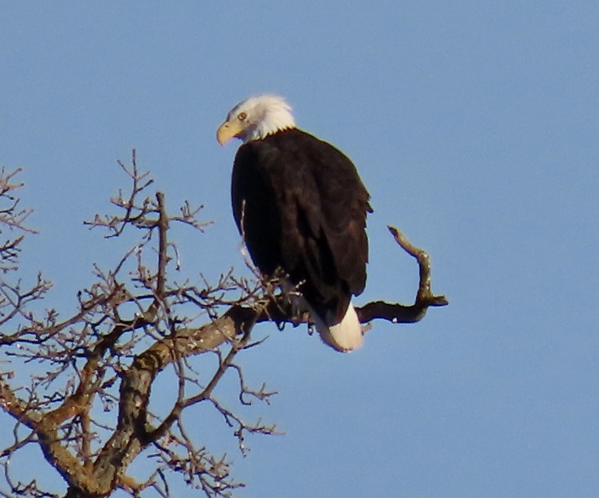 orel bělohlavý - ML650291541