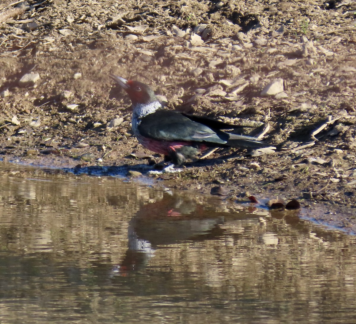 datel červenolící - ML650291558