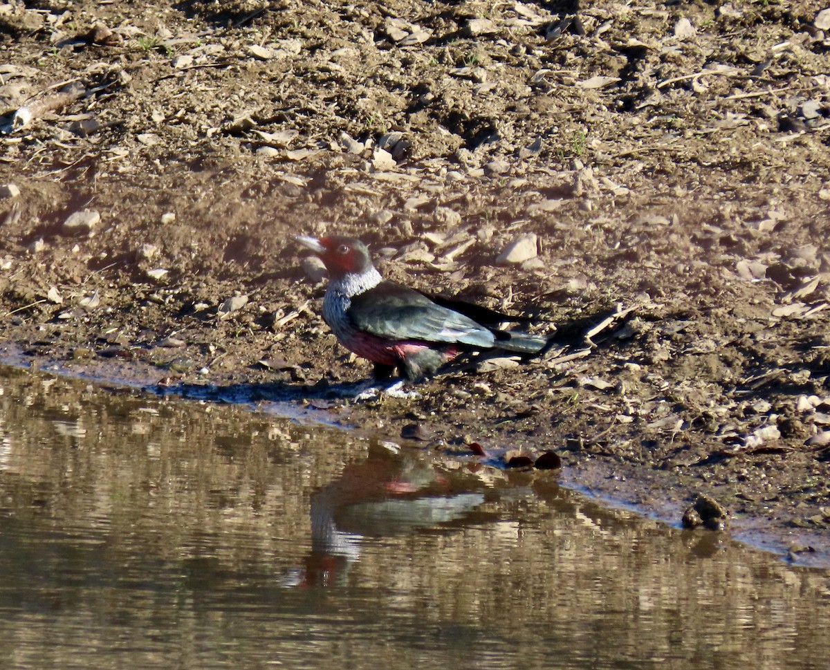 datel červenolící - ML650291559