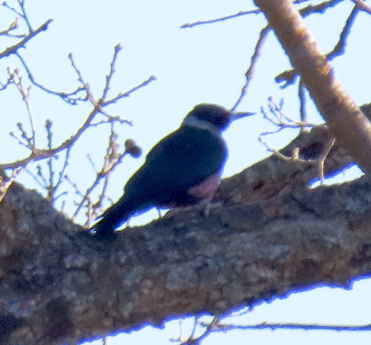 datel červenolící - ML650291560