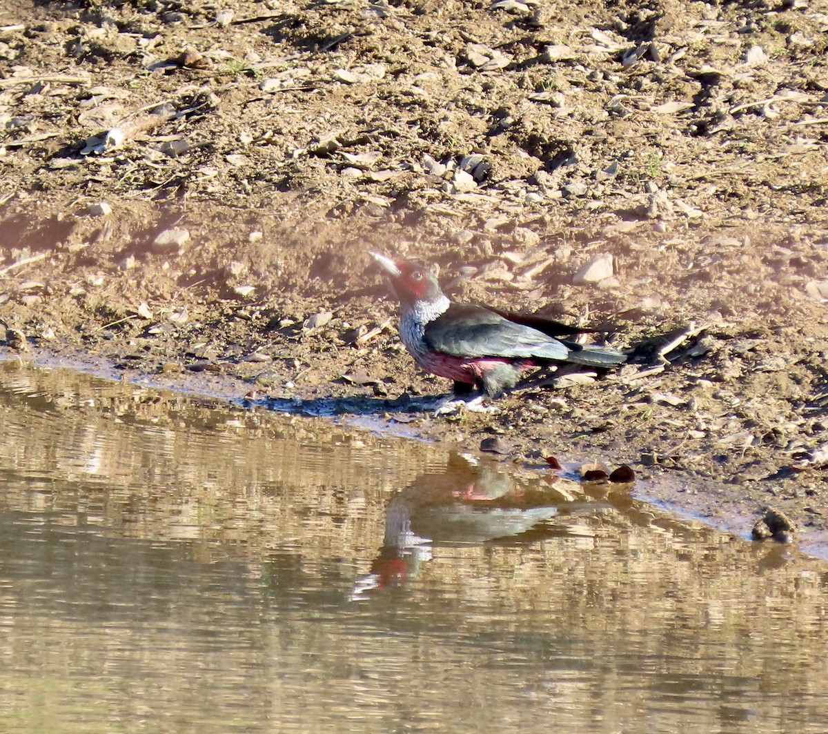 datel červenolící - ML650291561