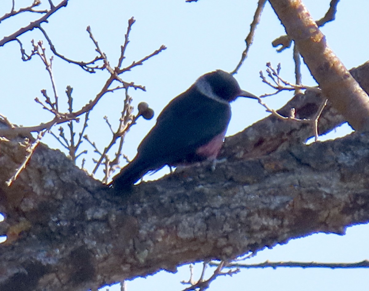 datel červenolící - ML650291562