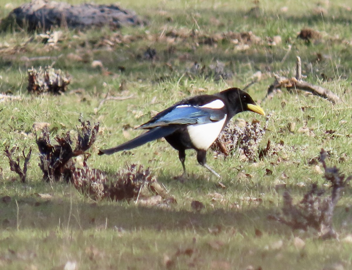 straka žlutozobá - ML650291573