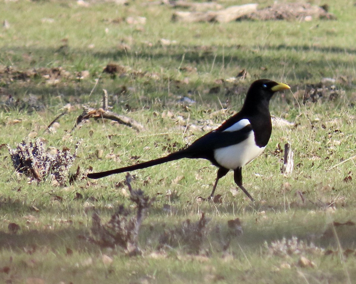 straka žlutozobá - ML650291574