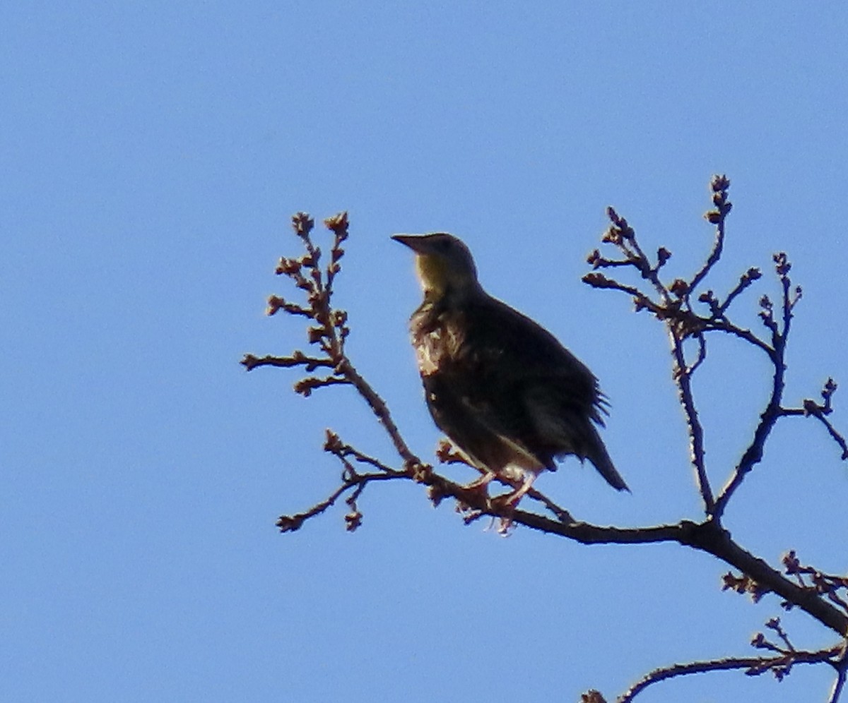 Western Meadowlark - ML650291587