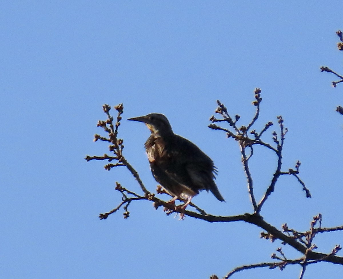 Western Meadowlark - ML650291588