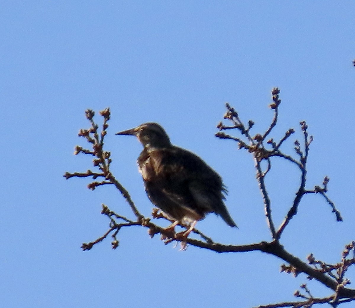 Western Meadowlark - ML650291589