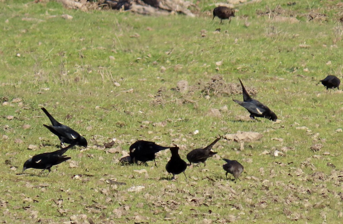 Tricolored Blackbird - ML650291600