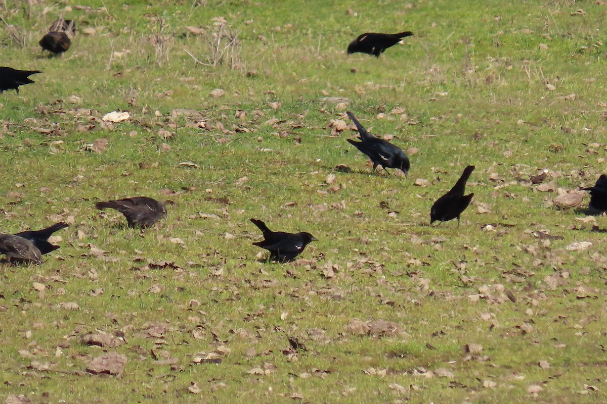 Tricolored Blackbird - ML650291601