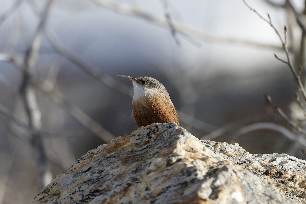 ムナジロミソサザイ - ML650292161