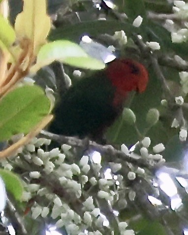 Fairy Lorikeet - ML650292358