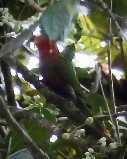 Fairy Lorikeet - ML650292359