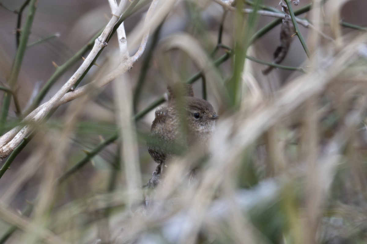 střízlík kanadský - ML650292360