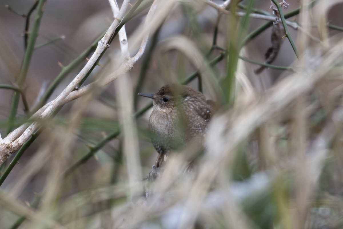 střízlík kanadský - ML650292361