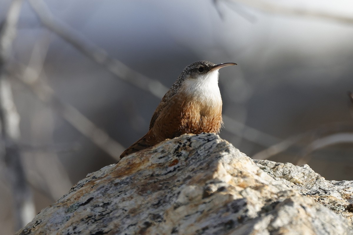 ムナジロミソサザイ - ML650292367