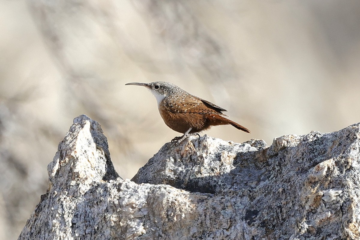 ムナジロミソサザイ - ML650292368