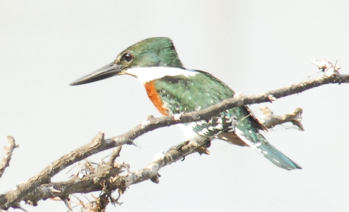 rybařík zelený - ML650292401