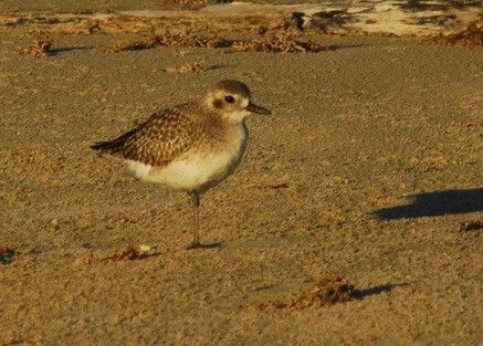 kulík bledý - ML650292554