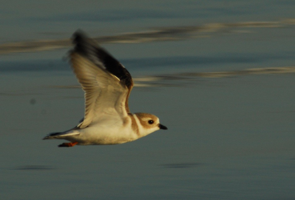 kulík pisklavý - ML650292557