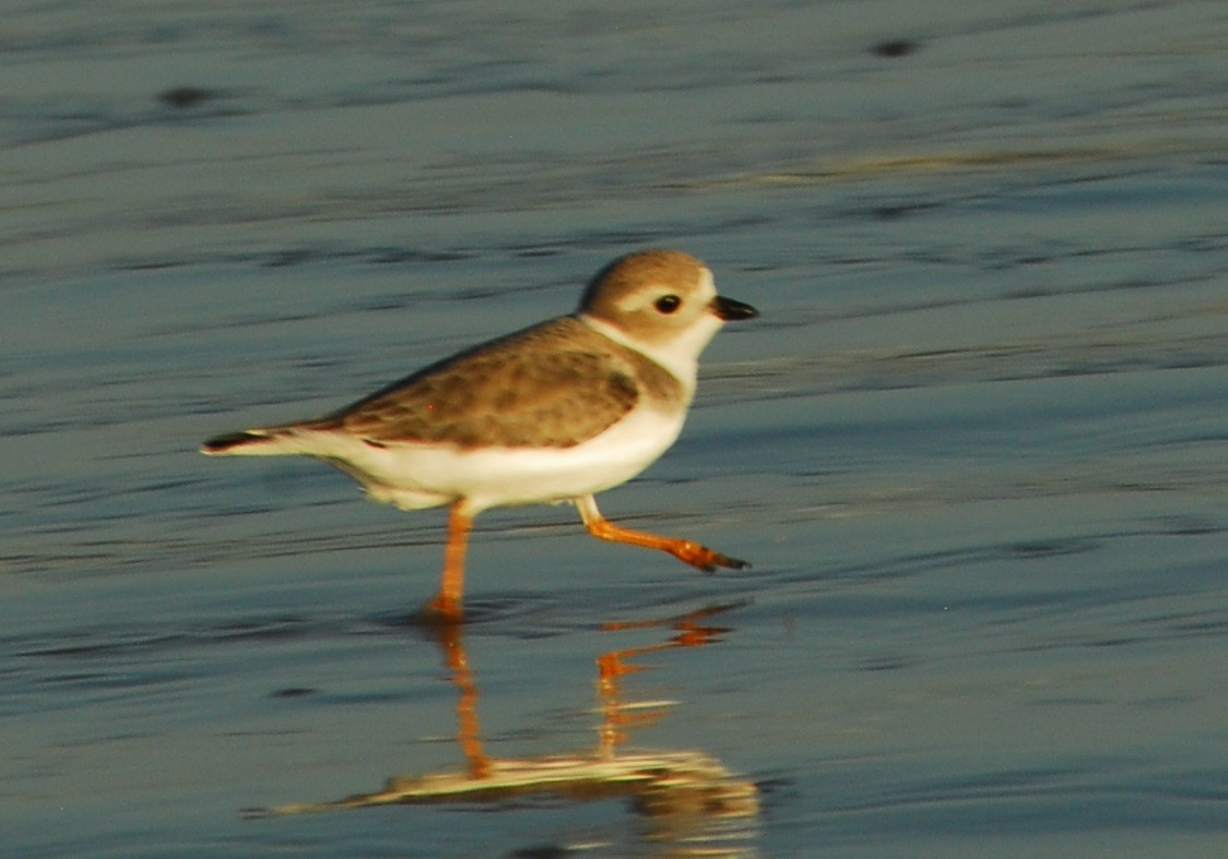 kulík pisklavý - ML650292558