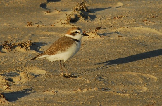 kulík západní - ML650292568