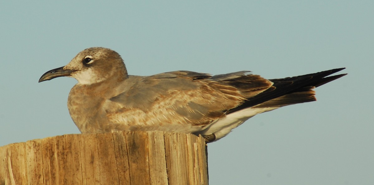 racek karibský - ML650292571