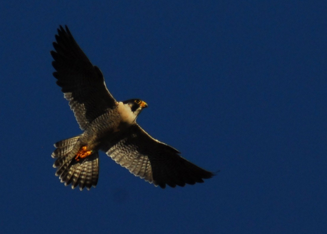 sokol stěhovavý - ML650292798