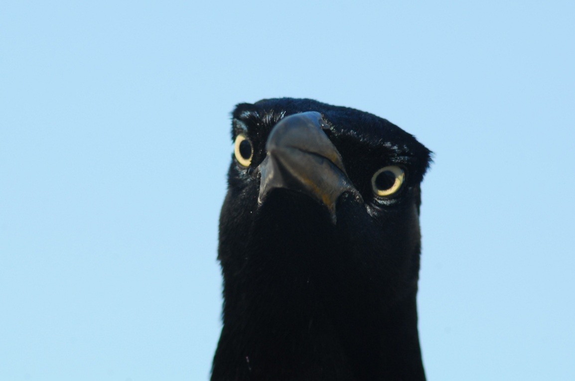 vlhovec velkoocasý - ML650292960