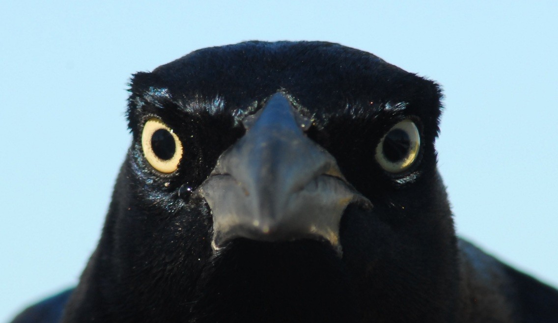 vlhovec velkoocasý - ML650292961