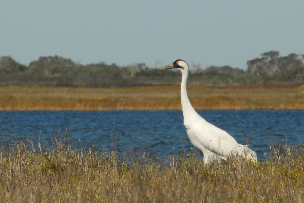 jeřáb americký - ML650293048