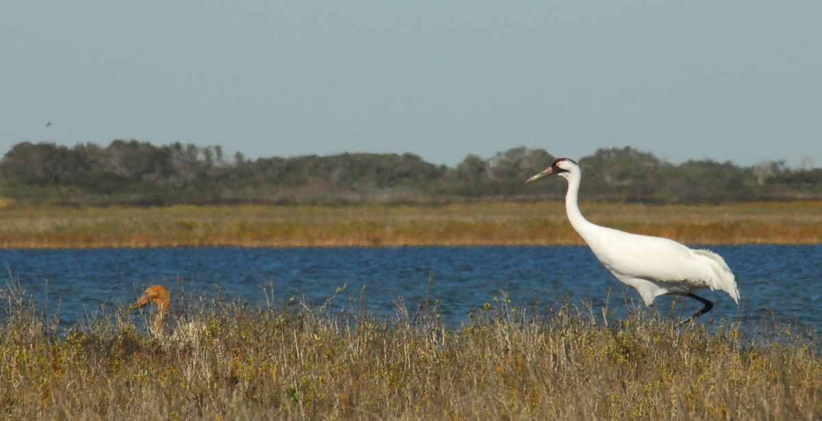 jeřáb americký - ML650293049