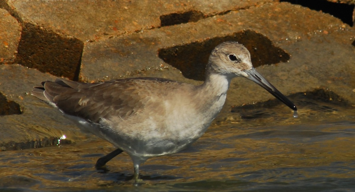 vodouš břehoušovitý - ML650293054