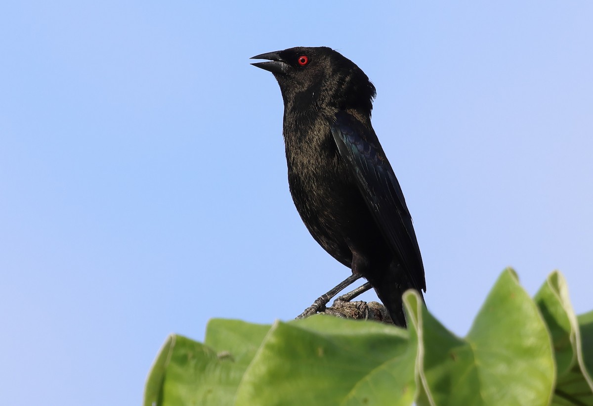 Bronzed Cowbird - ML650293236