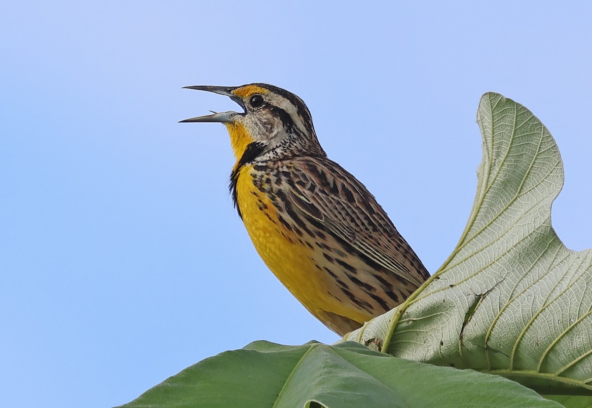 Eastern Meadowlark - ML650293244