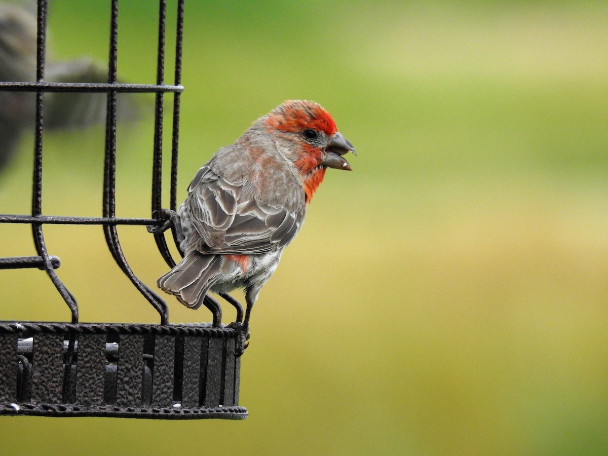 House Finch - Tina Toth