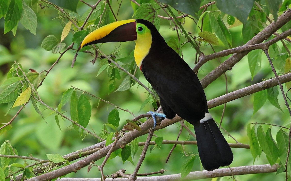 Yellow-throated Toucan - ML650293334